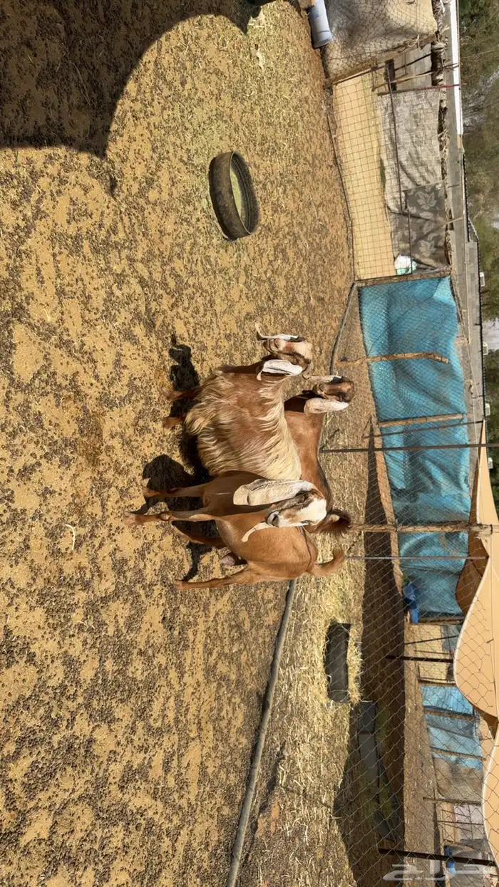 معزى دفيع طيبه 1