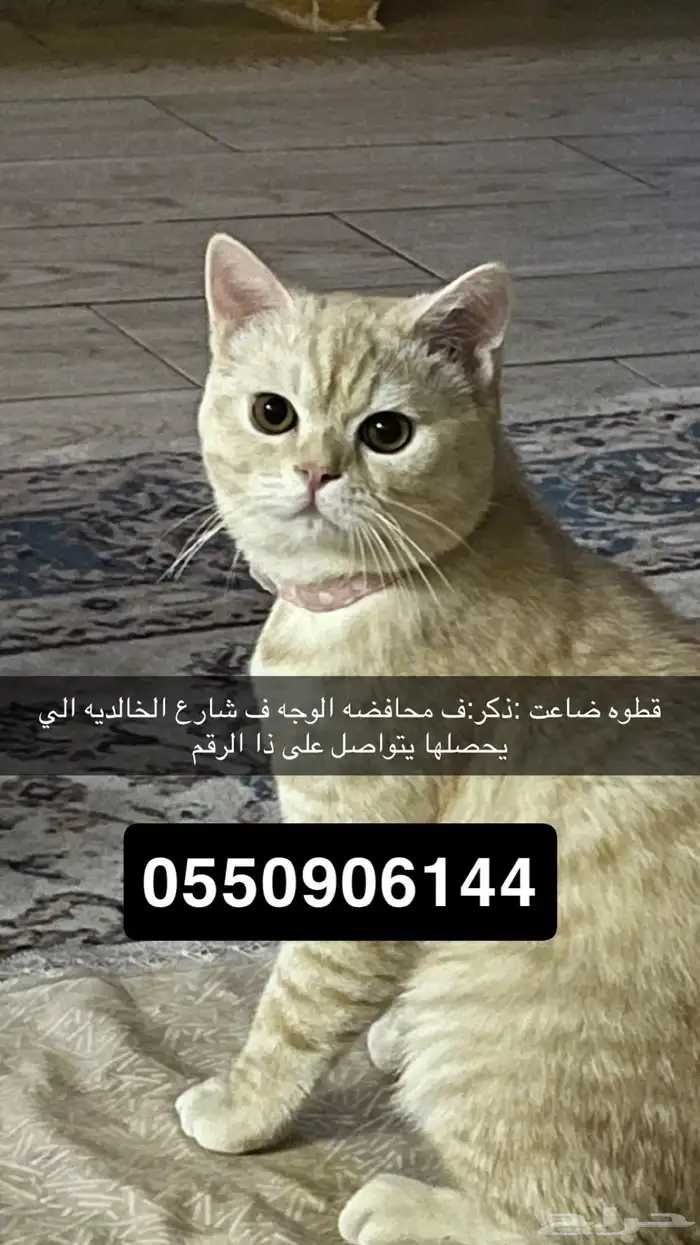 قطوه ضيعتها والي يحصلها يدق على الرقم الي بصوره 0