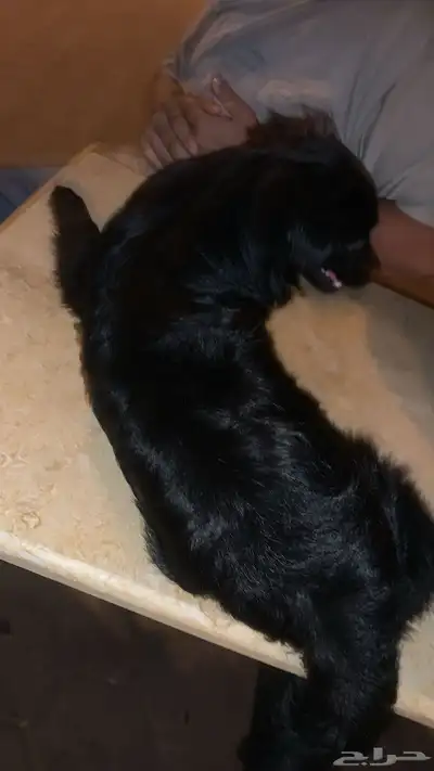 كلب شيواوا للبيع وصل السوم 300 index