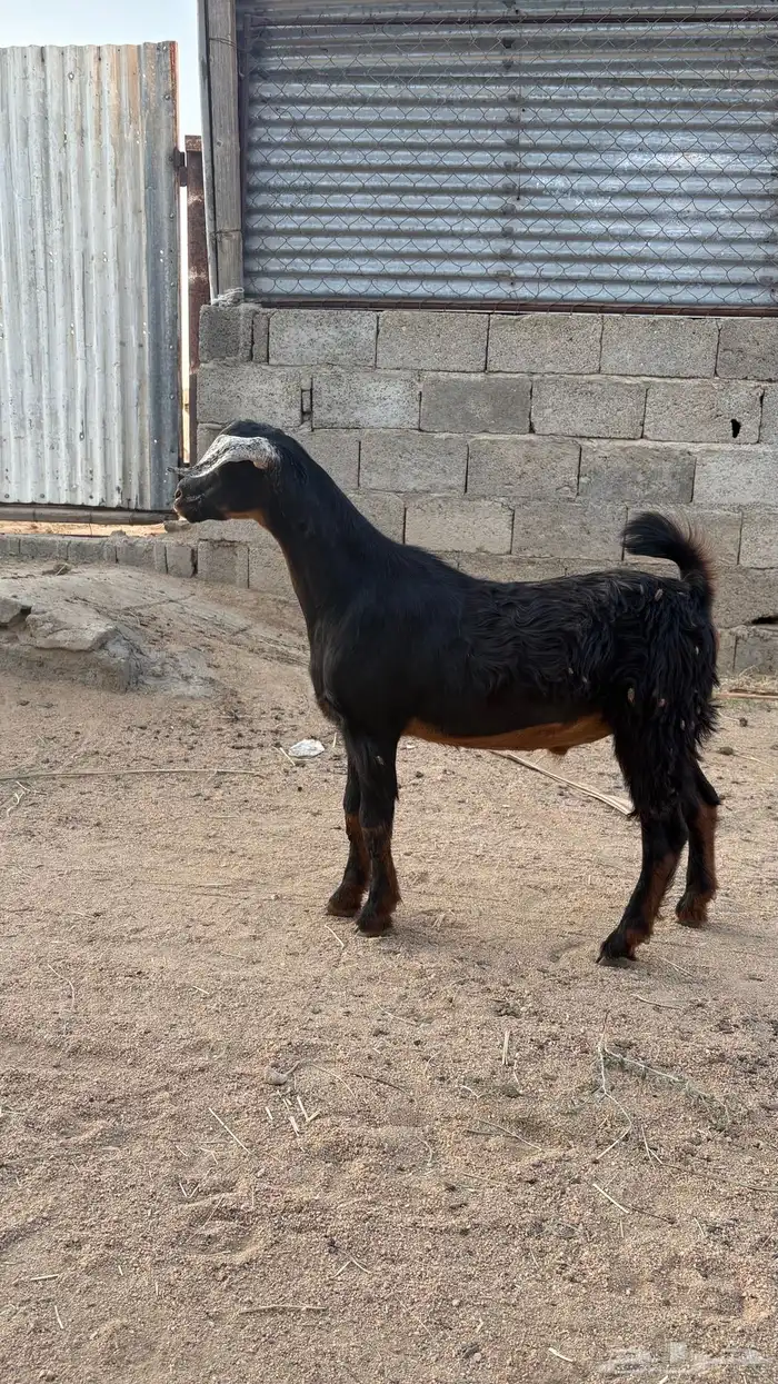 تيس سمين عمره تقريبا  سته اشهر 0