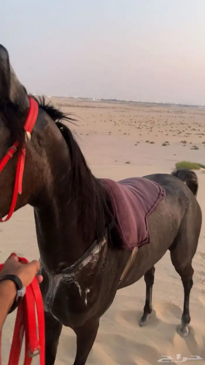 خيل 2