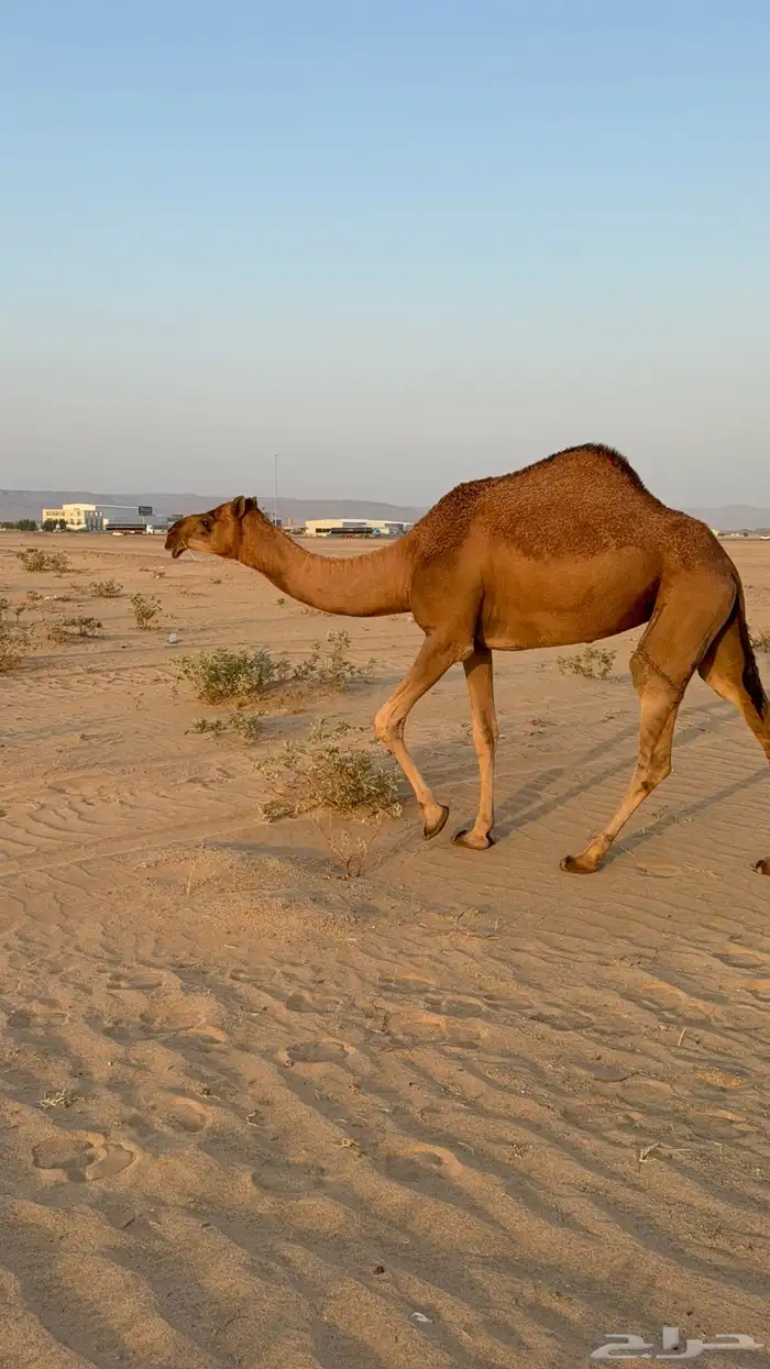 للبيع بكار حمر دم عدد 2 جذعات مشروطات 0