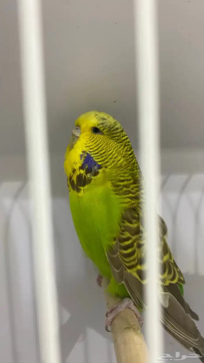 جوز انقليزي 3