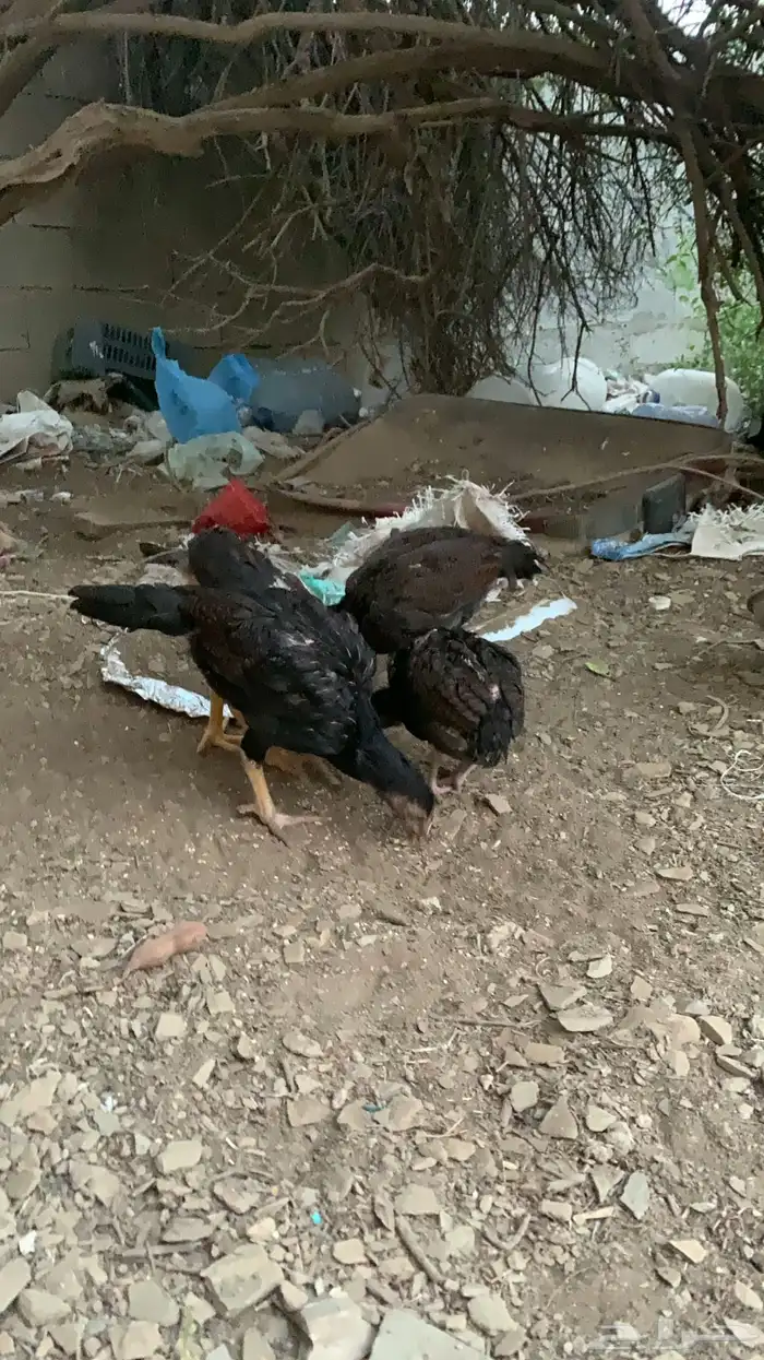 فروخ سندي 2