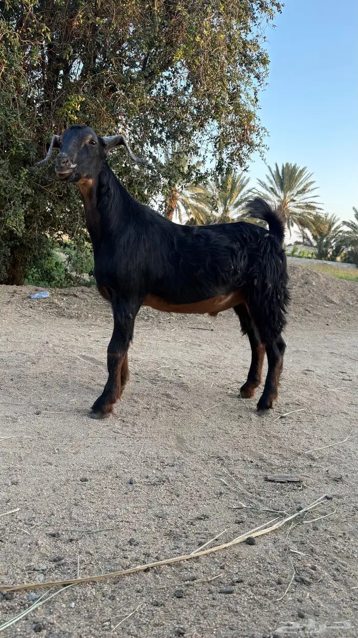 تيس سمين عمره تقريبا  سته اشهر 5