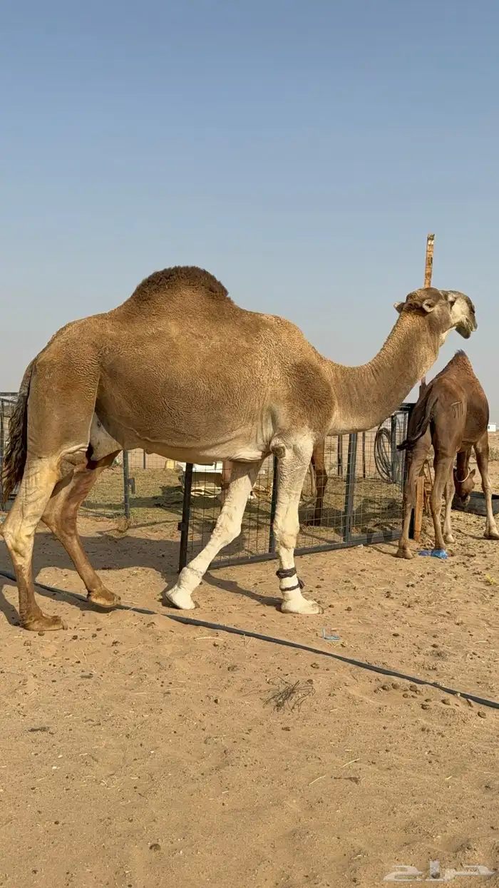 عرض نادر وفاخر للبيع بعير باتلي رباع ابوة الحاكم مشروط 4