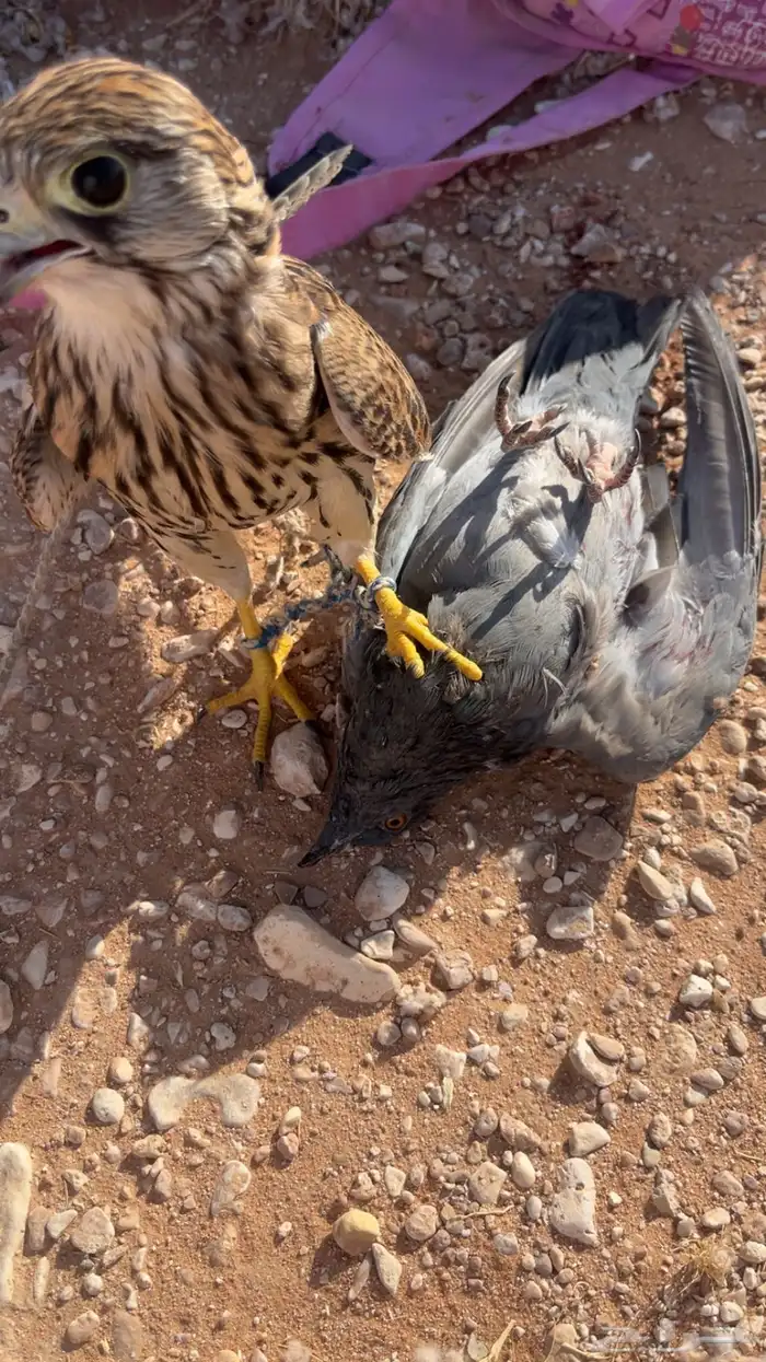 بأشق للبيع 0