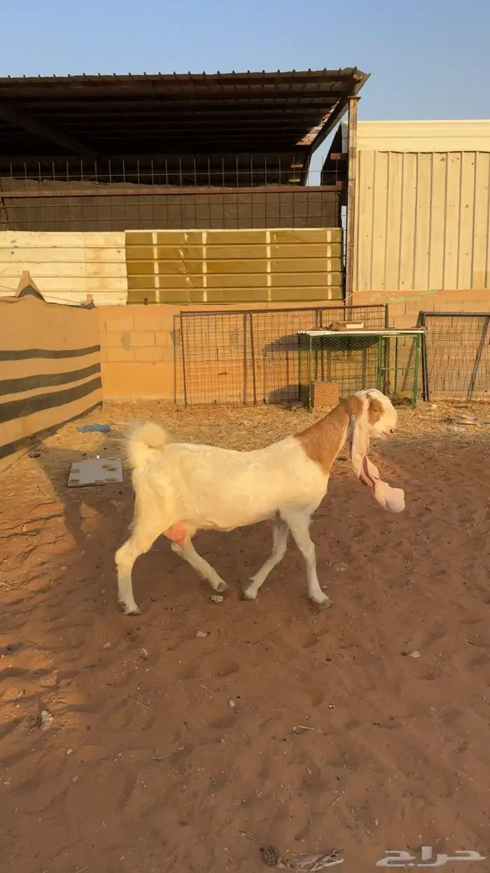 عنز مطوره 2