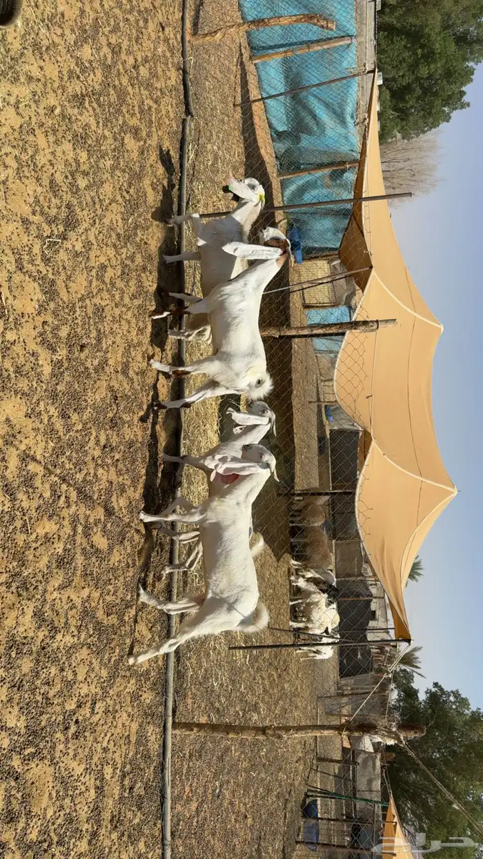 معزى مقاني طيبه 0