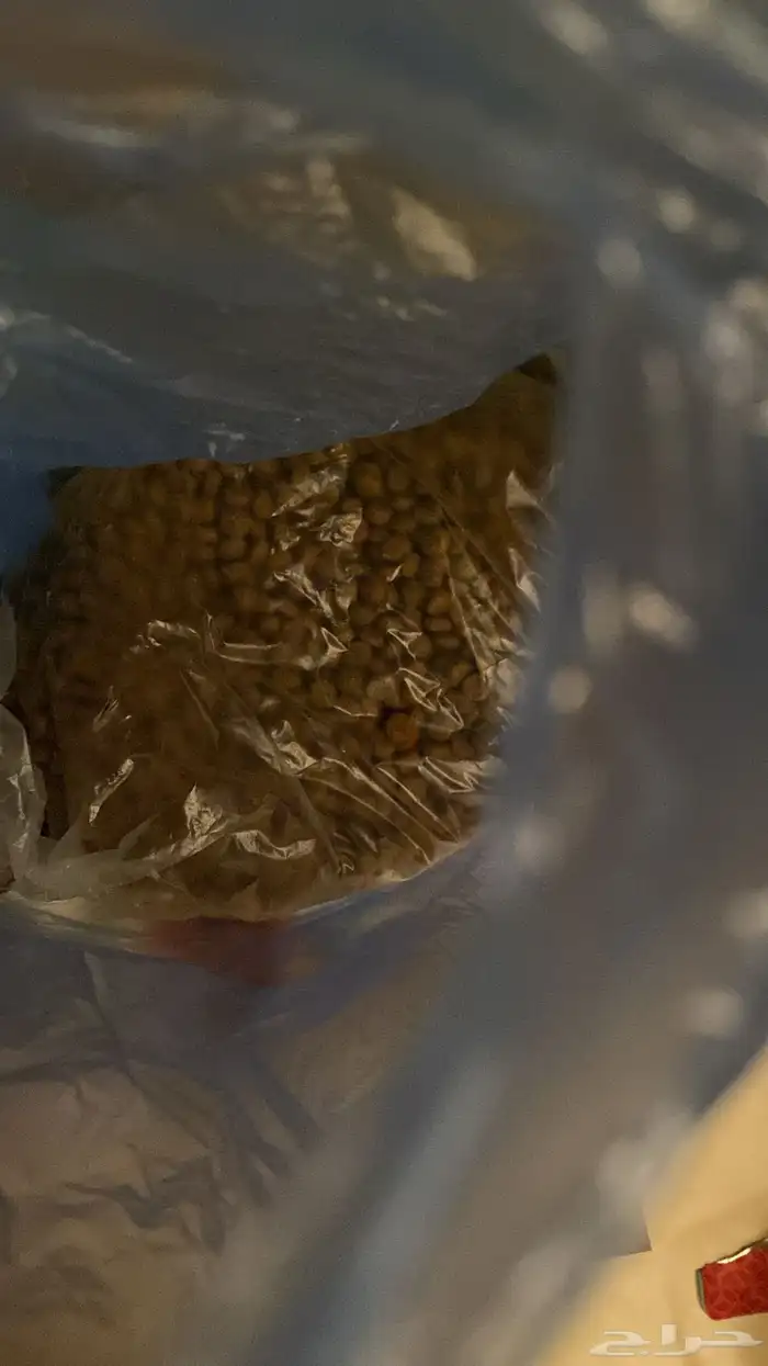 كلبة للبيع بسعر قابل للتفاوض 3