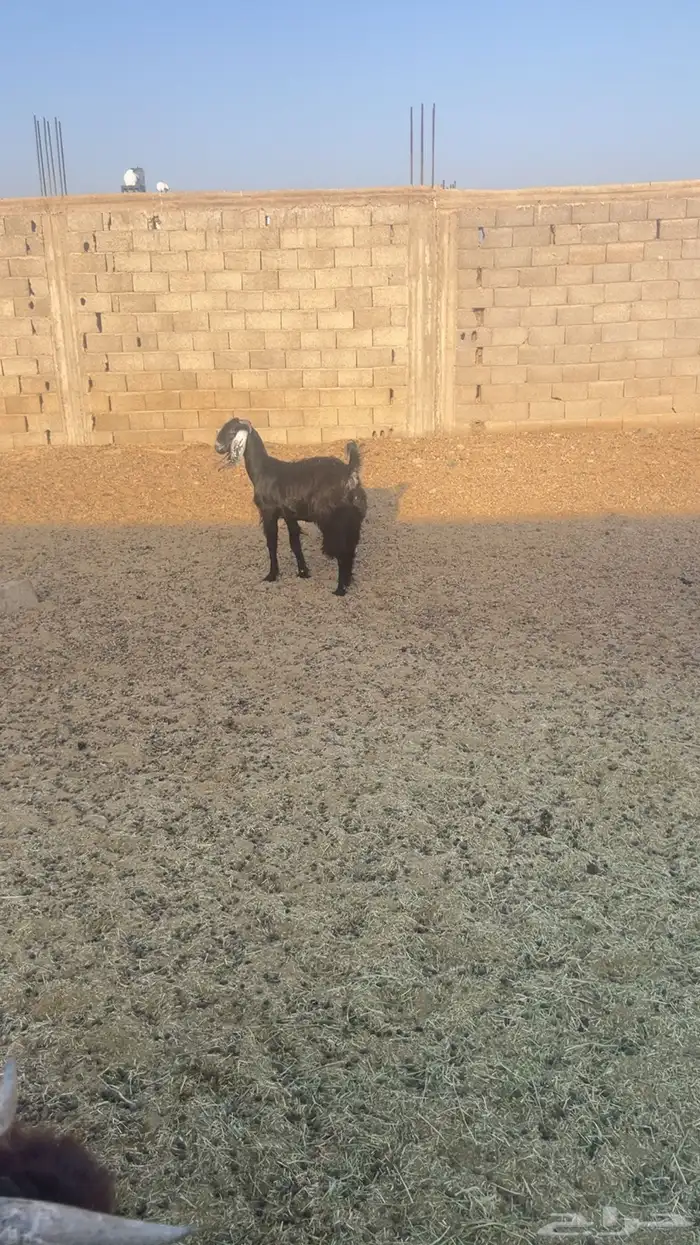 معزي للبيع 2
