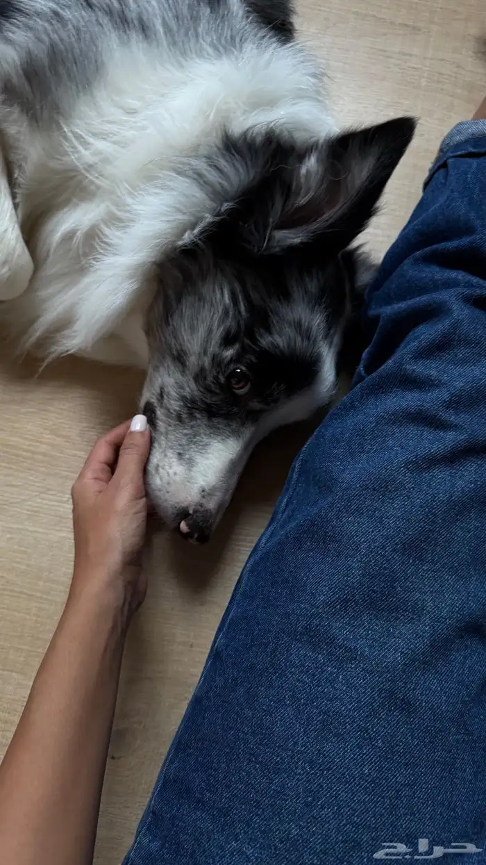كلب بوردر كولي للتزاوج board collie for breeding 4