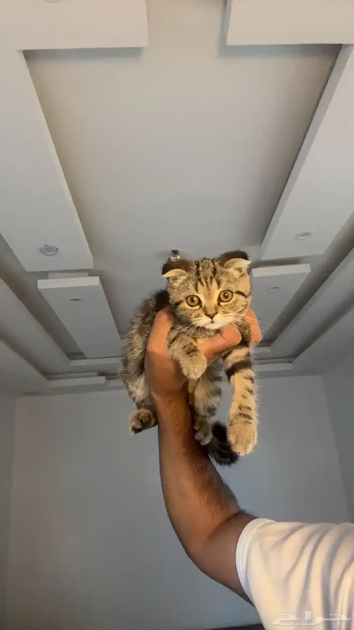 قطوه سكوتش 0