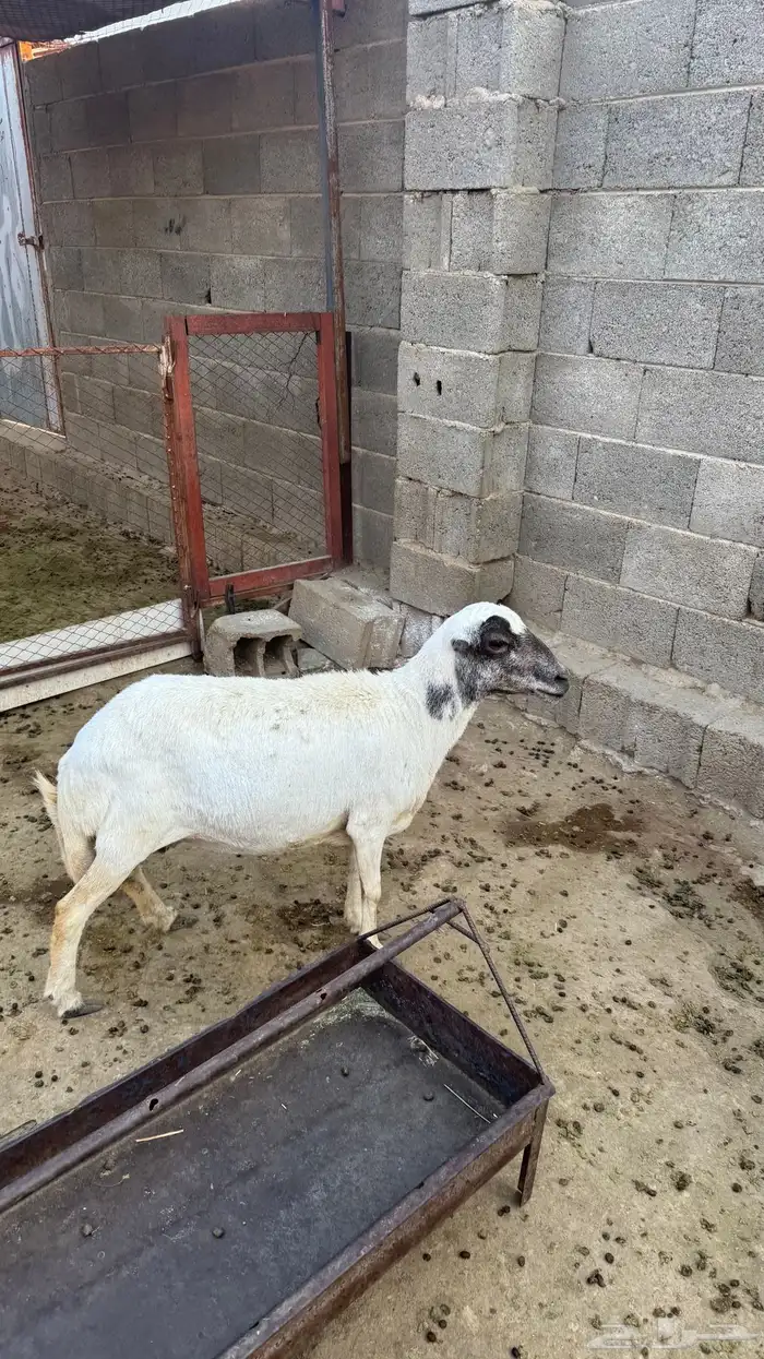 شاه حايل فل شحم 2