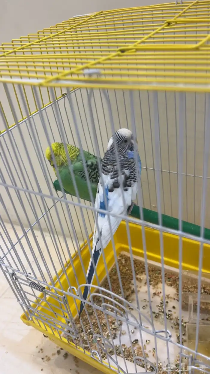 بادجي طيور 4