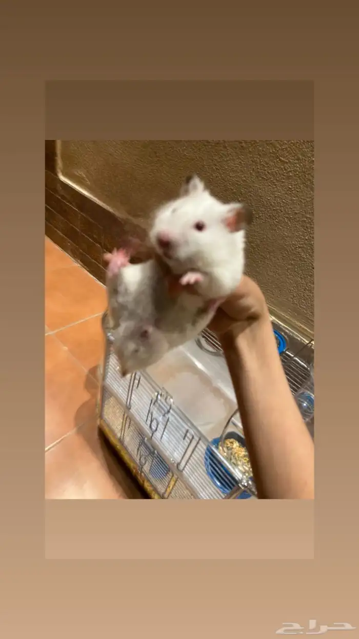 هامستر سوري ابيض ذكر وانثى وملحقاته 2