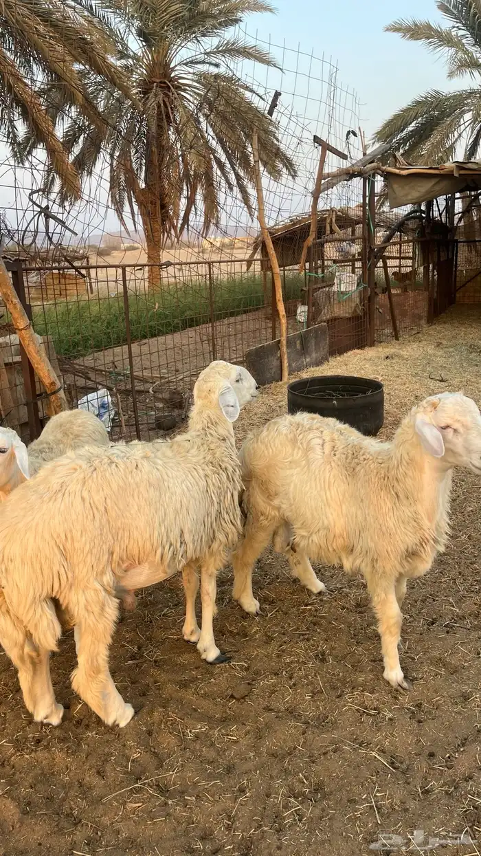 طليان جبره للبيع 3