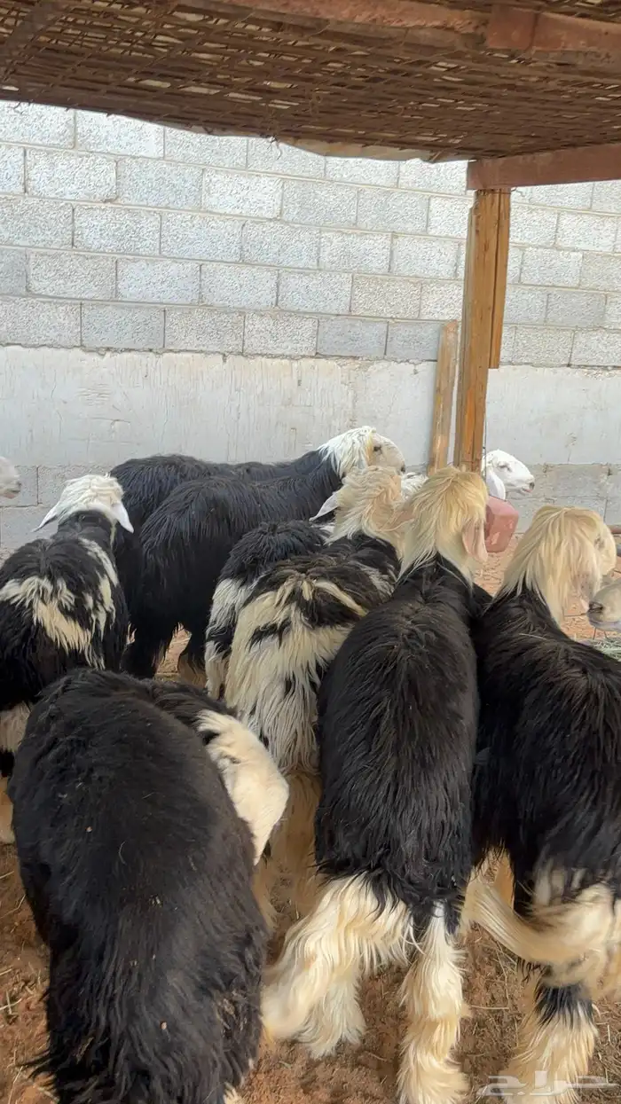 خرفان نجد ب 1350 16