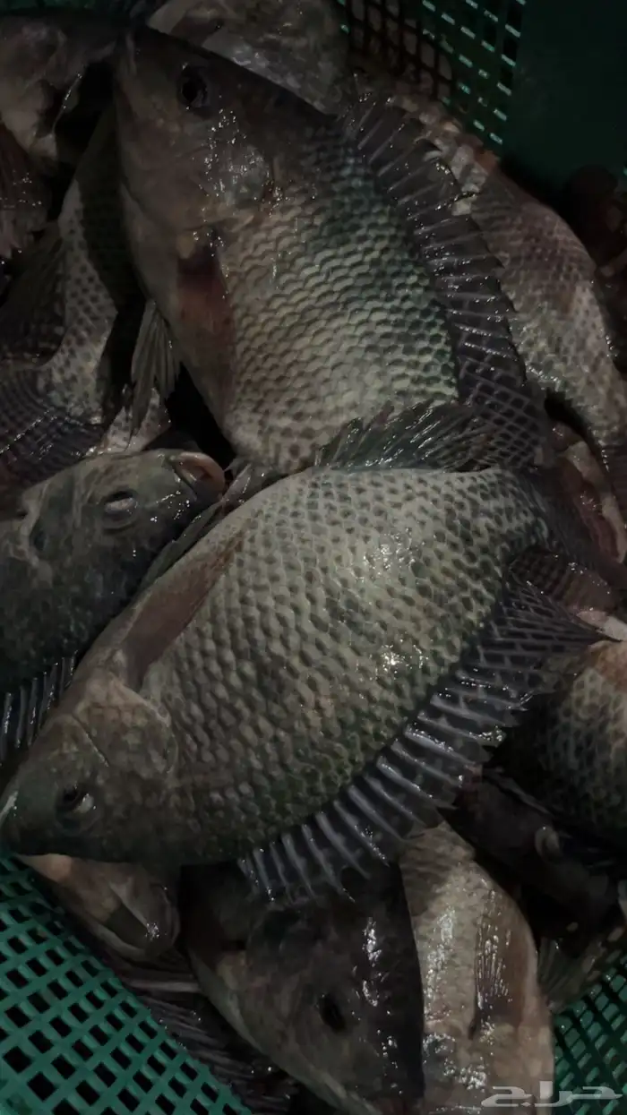 ذبايحكو   طازج  منظف  بلطي سوبر من البحر لمائدتك 5