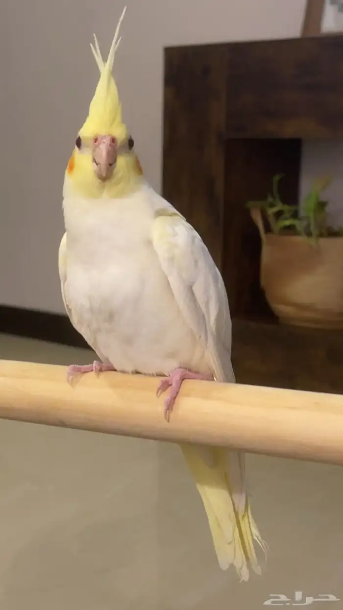 كروان لاتينو أليف تم البيع 3