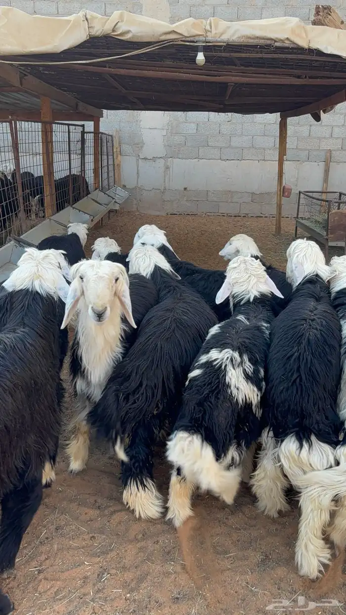 خرفان نجد ب 1350 18