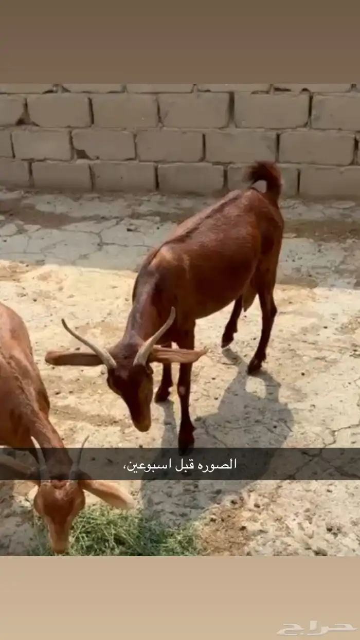 شاه دهماء سديس تحتها طلي احو 0