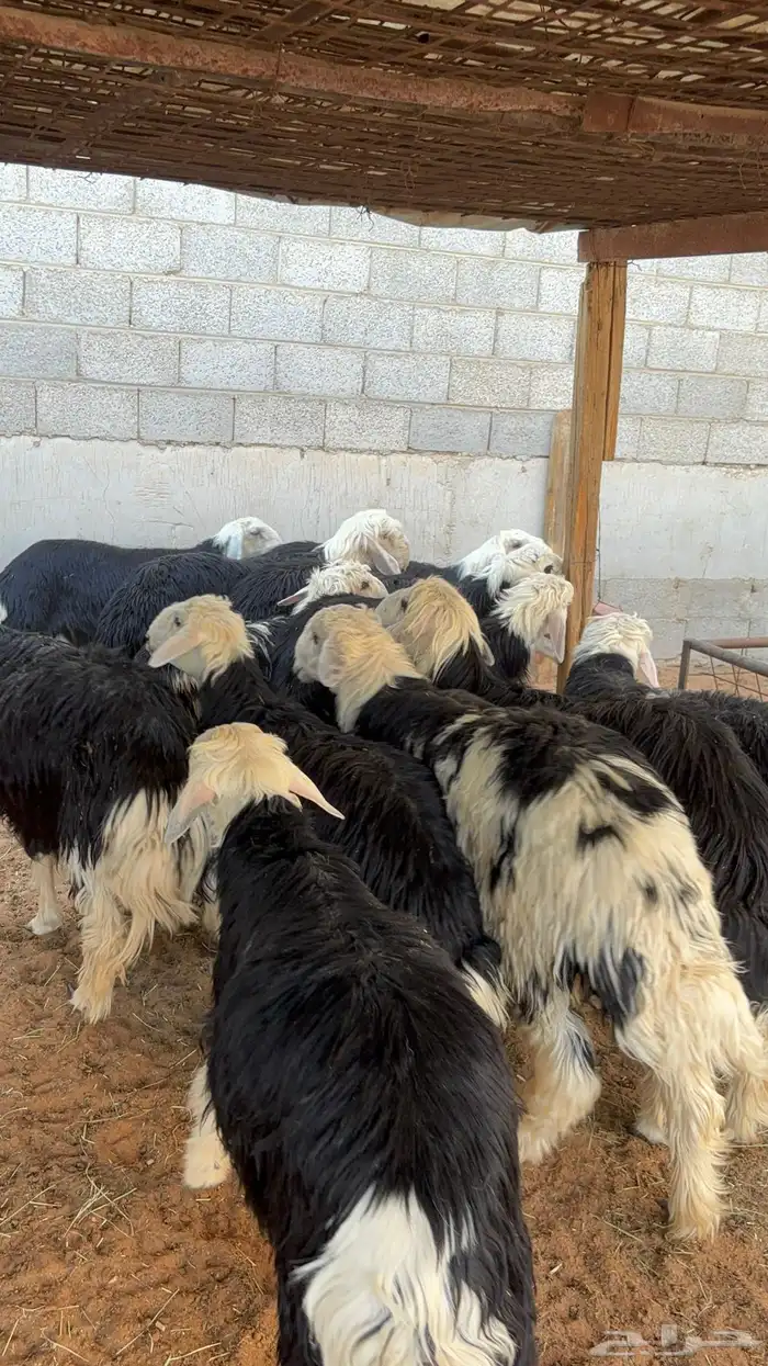 خرفان نجد ب 1350 5