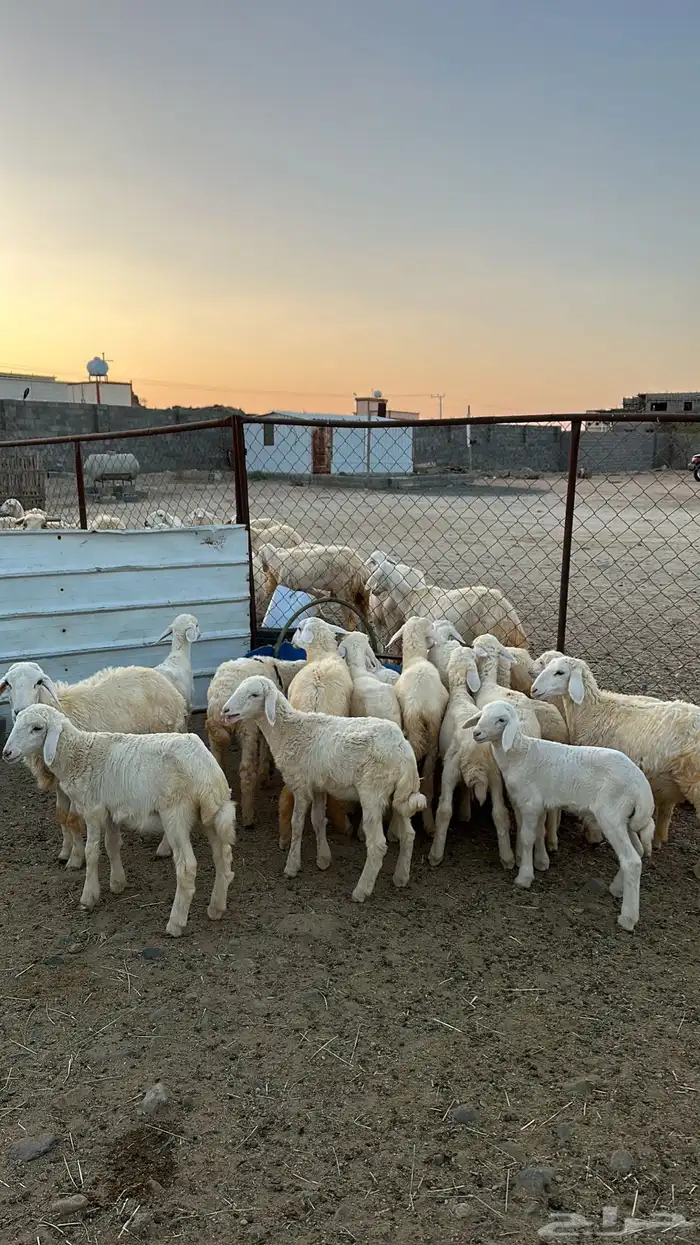 ضان متابيع 5
