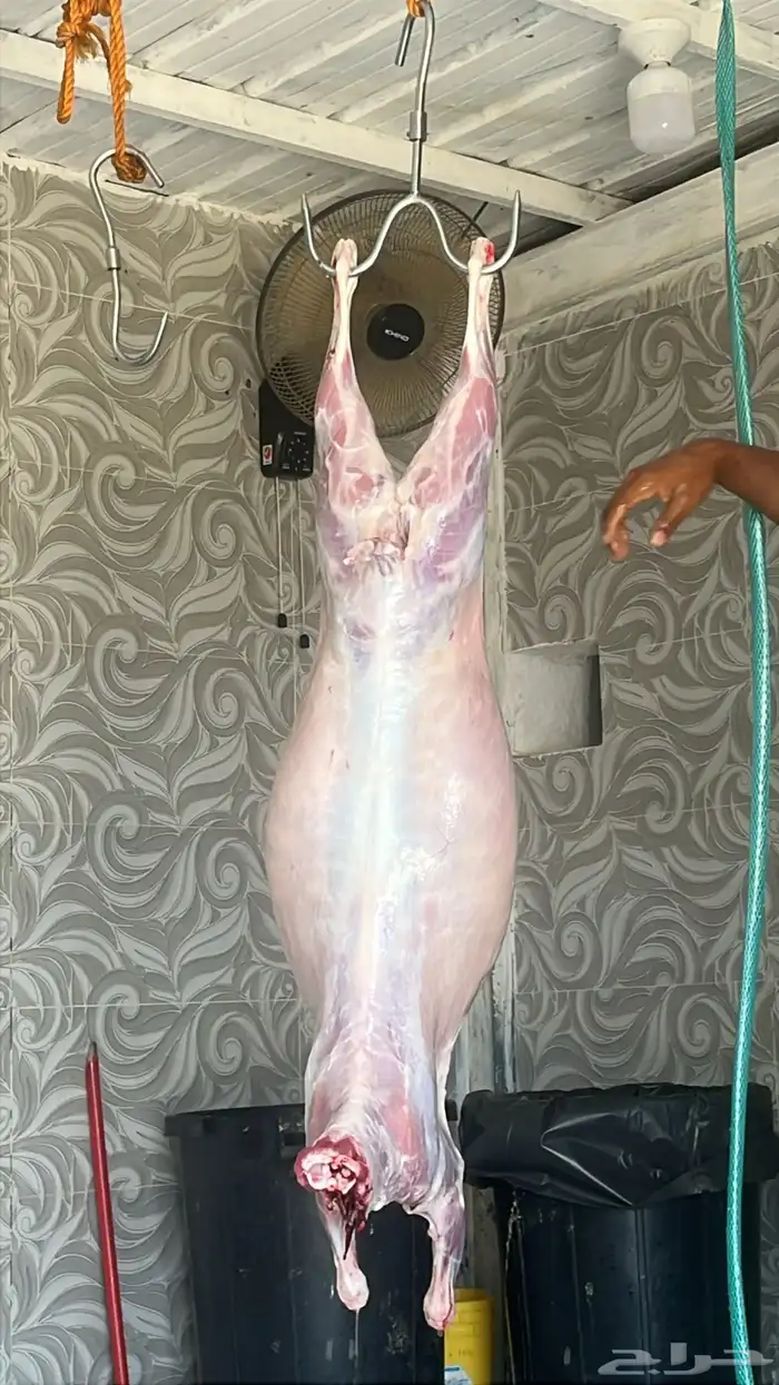 أبو ذيب للذبائح ( يتوفر خدمه تمارا) يتوفر ذبح وتوصيل مجاني 3