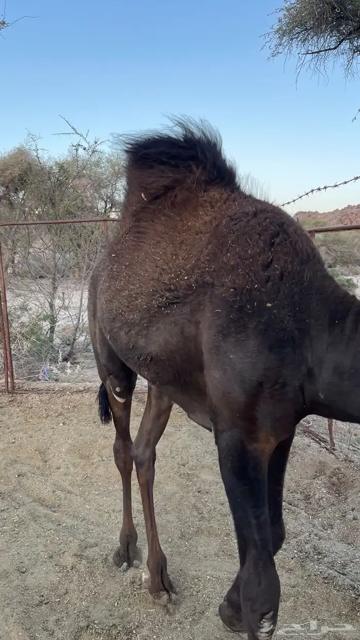 حاشي للبيع لباني 5