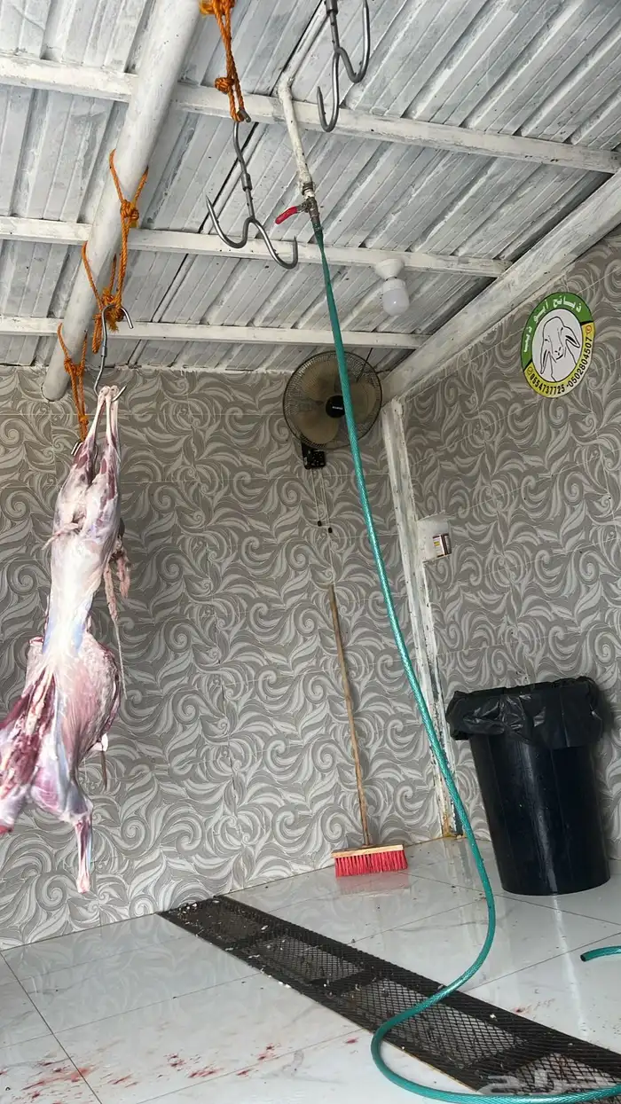 أبو ذيب للذبائح ( يتوفر خدمه تمارا) يتوفر ذبح وتوصيل مجاني 5