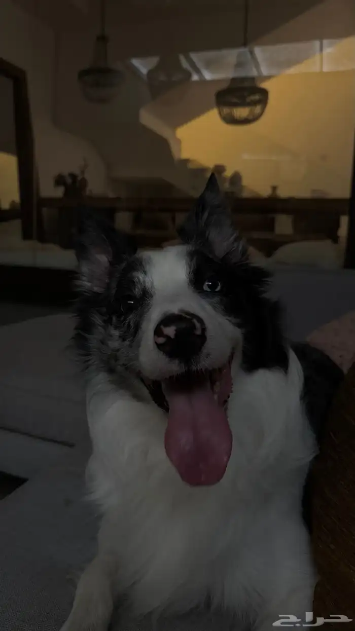 كلب بوردر كولي للتزاوج board collie for breeding 2