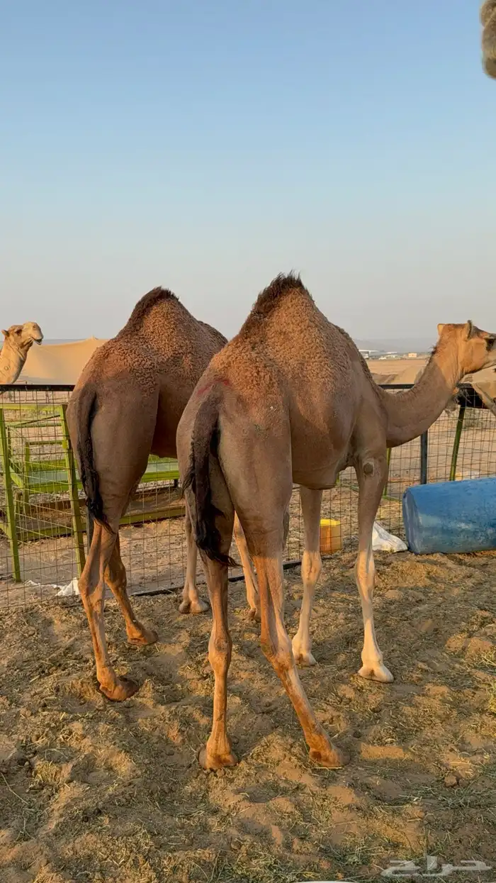 للبيع بكار حمر دم عدد 2 جذعات مشروطات 1