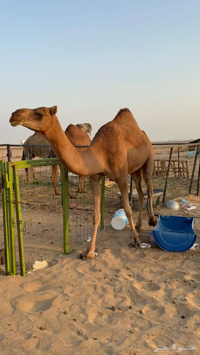 للبيع بكار حمر دم عدد 2 جذعات مشروطات 3