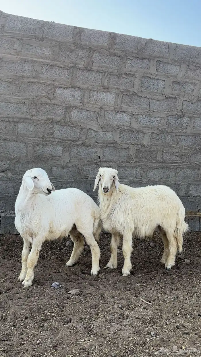 بهم 0