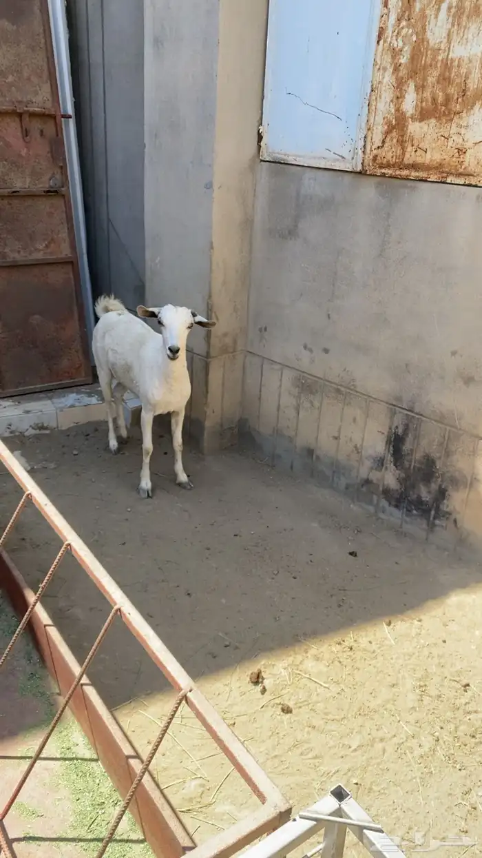 معزا ثنيه حايل 1