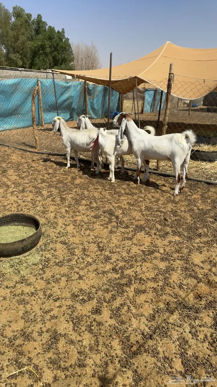 معزى مقاني طيبه 2