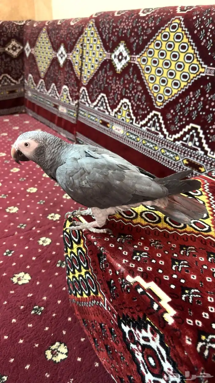 ببغاء كاسكو 0
