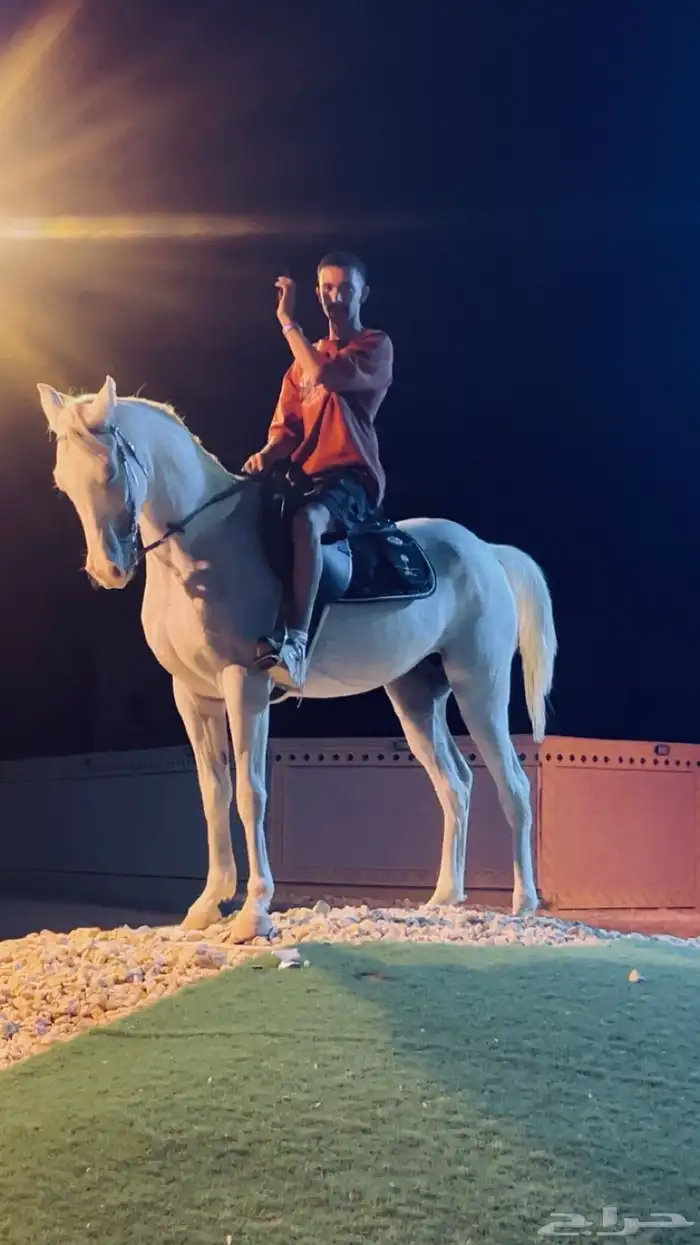 مدرسه ركوب خيل 0