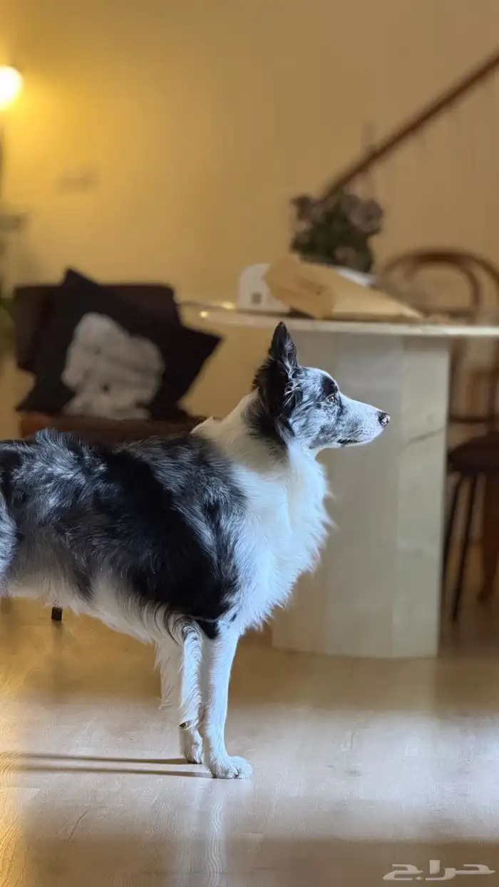 كلب بوردر كولي للتزاوج board collie for breeding 0