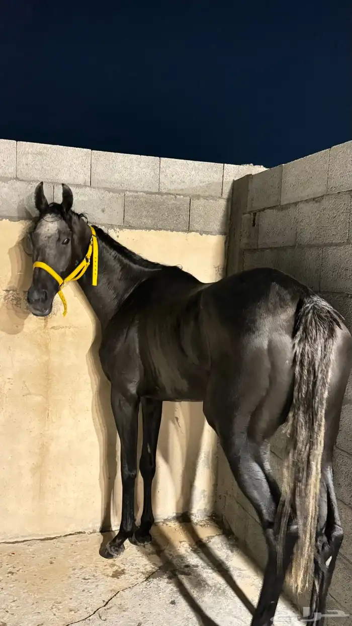 خيل 1