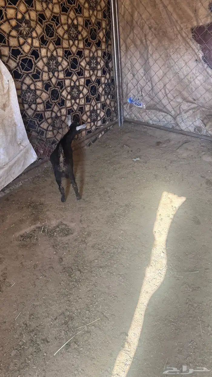 عنز والد 6