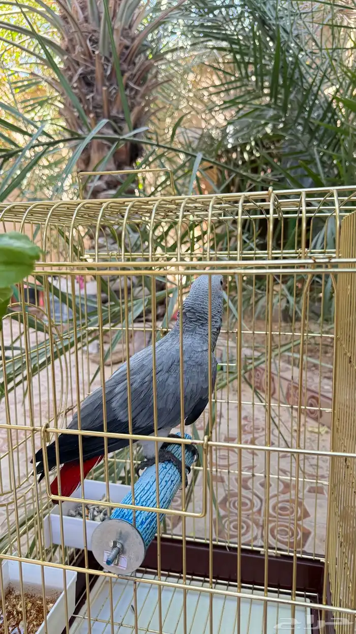 فرخ كاسيكو 0