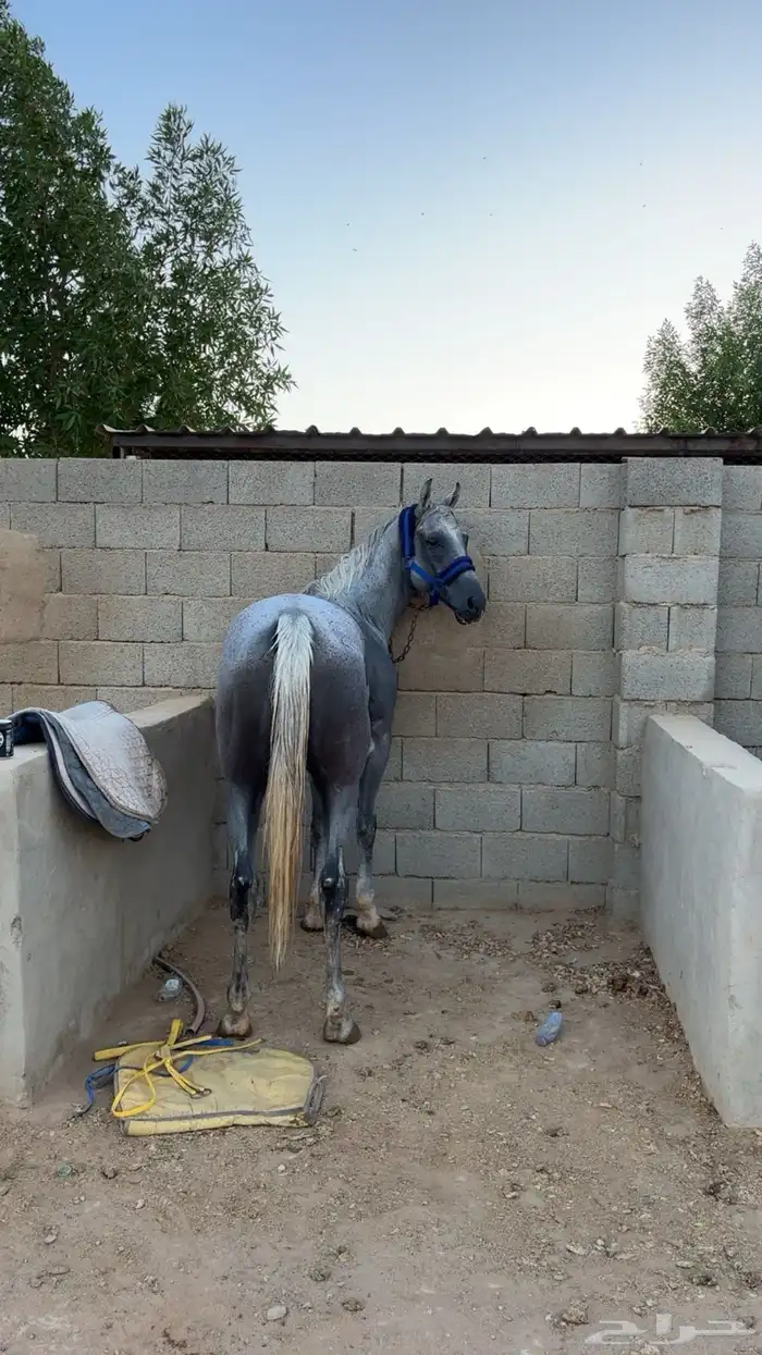 خيل شعبي 0