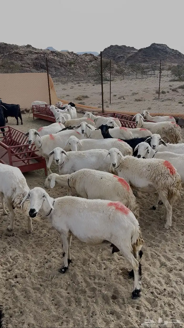 غنم ومعزا 0