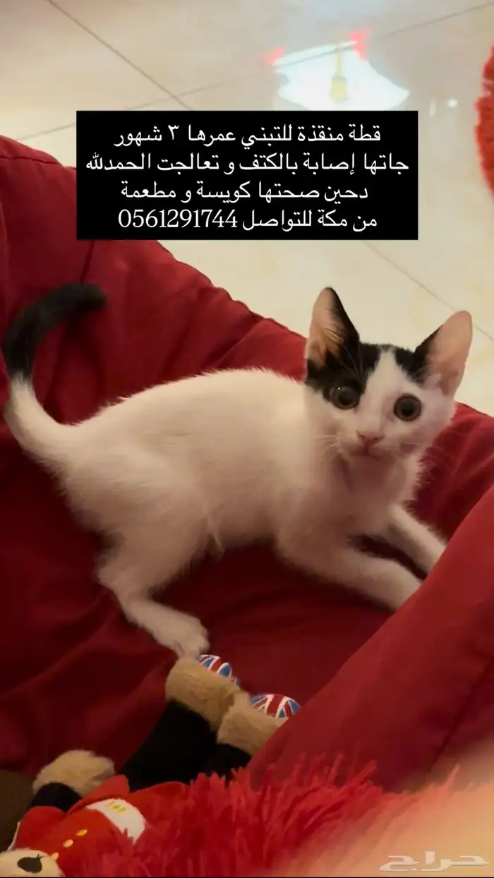 قطة للتبني 0