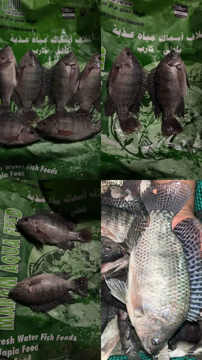 ذبايحكو   طازج  منظف  بلطي سوبر من البحر لمائدتك 1