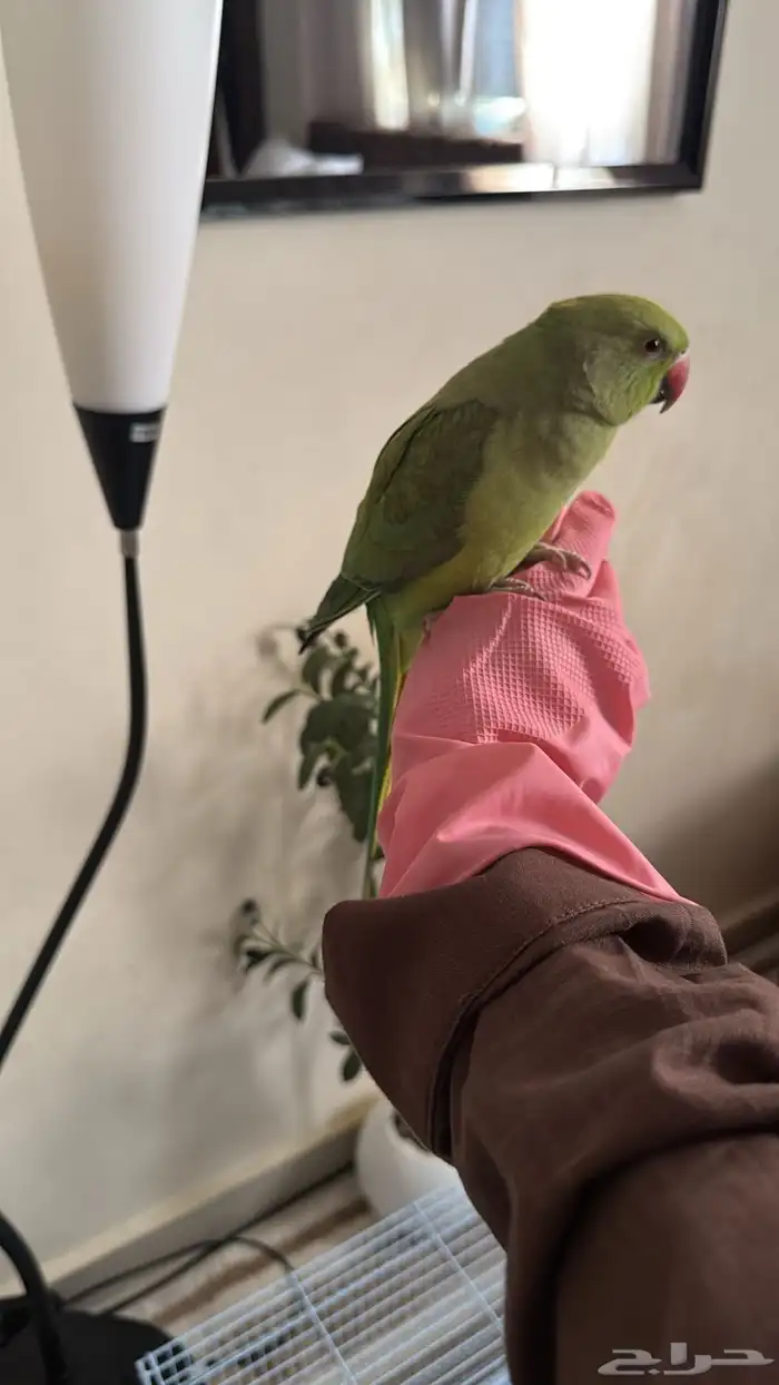 ببغاء الدرة الهندي 0
