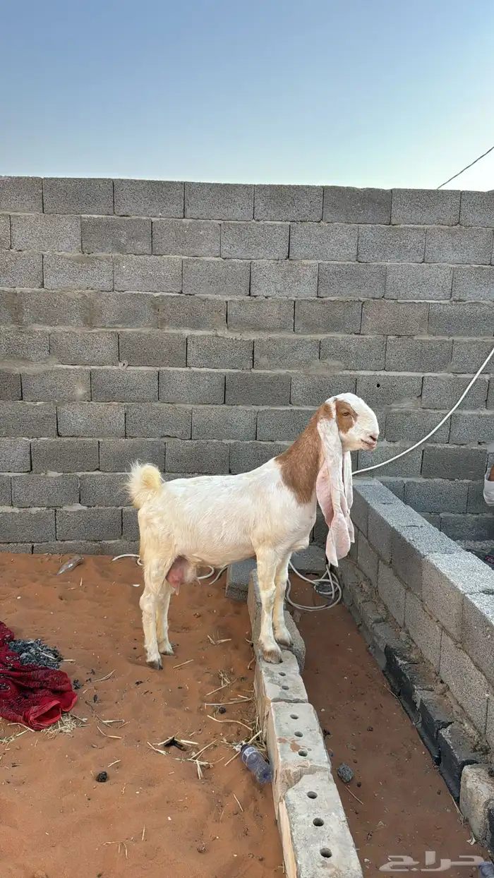 عنز مطوره 1