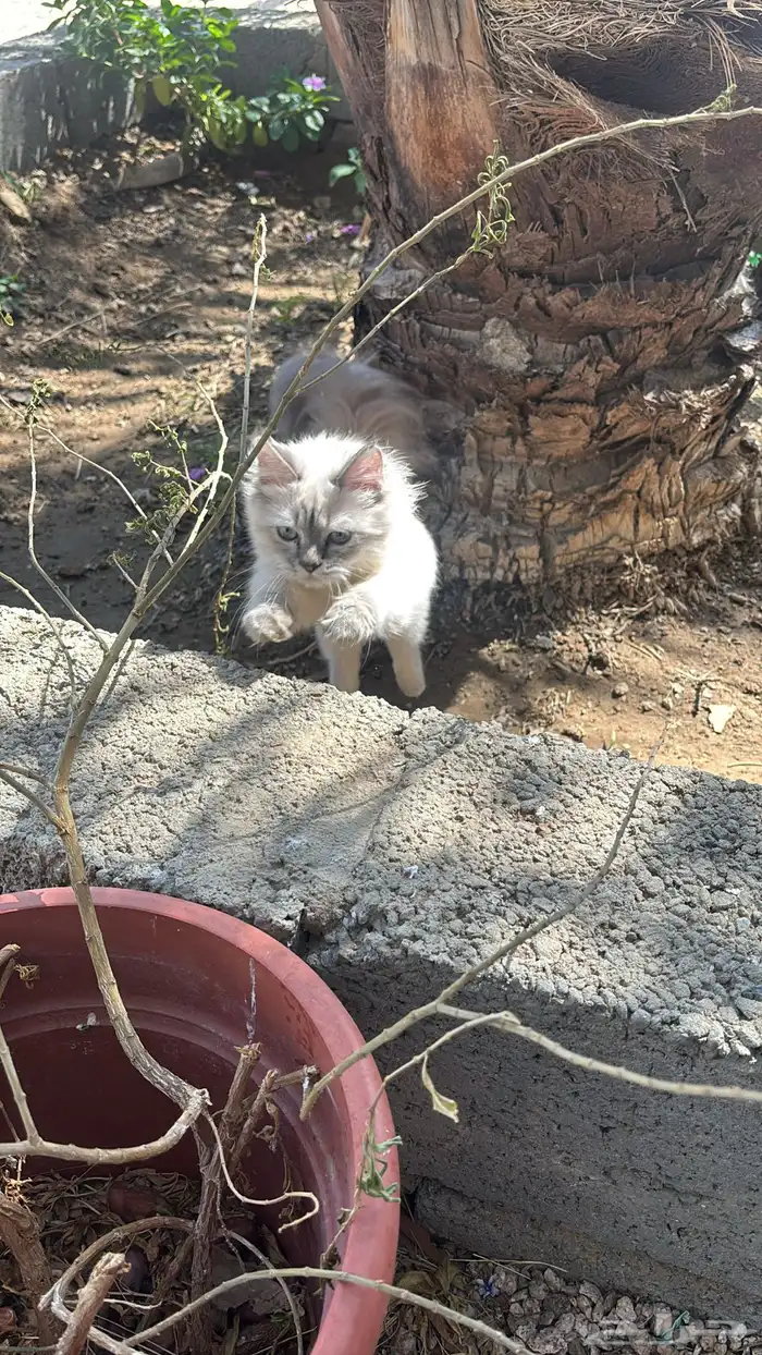 قطه هيمالايا ذكر العمر 3 شهور ونص فصيله بيور مميزه 2